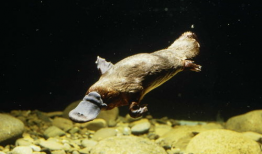 娱乐圈吃瓜酱鸭嘴兽,揭秘明星背后的故事与真相